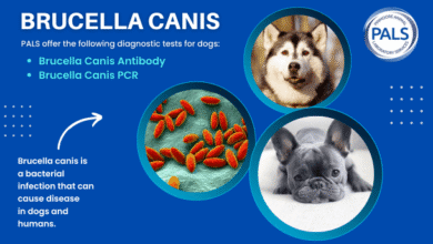 Brucella Canis
